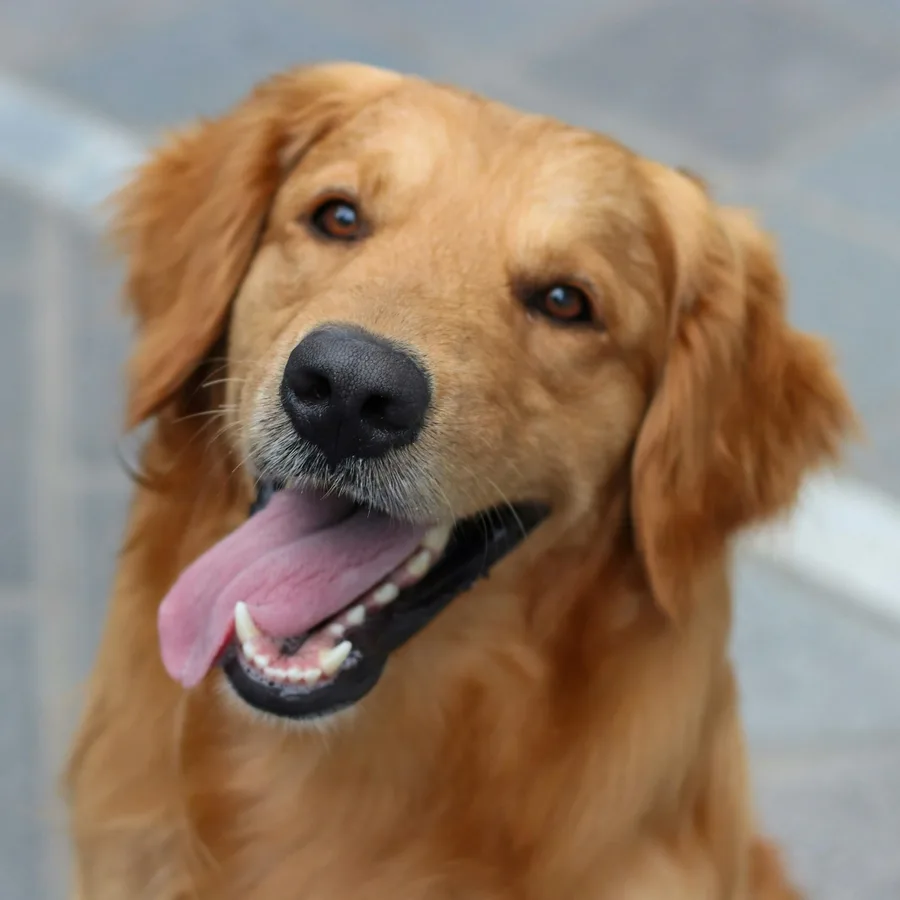 Golden retriever sorrindo com a língua de fora